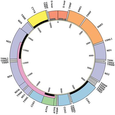 The Landscape of mtDNA Modifications in Cancer: A Tale of Two Cities